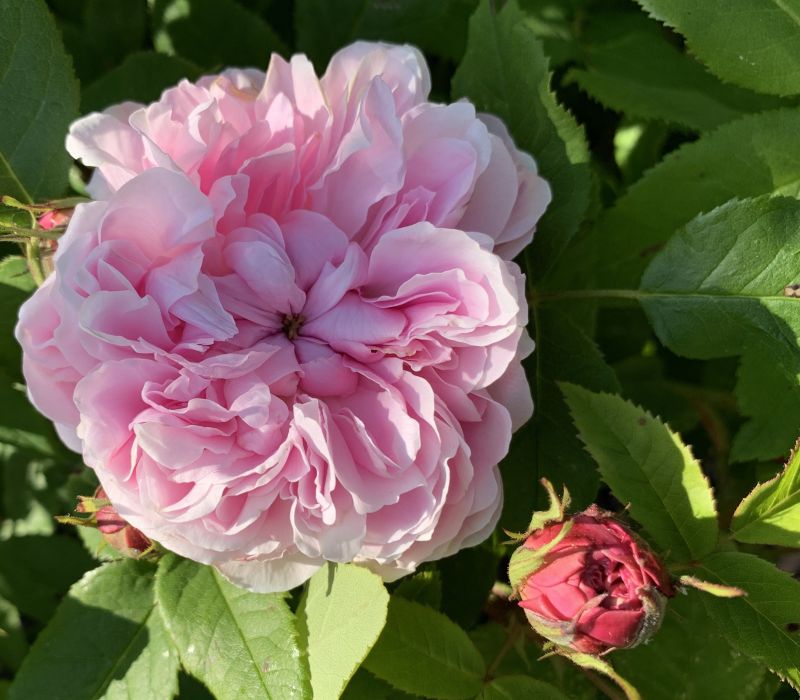 Rosa  damascena-Hybride 'Jacques Cartier'