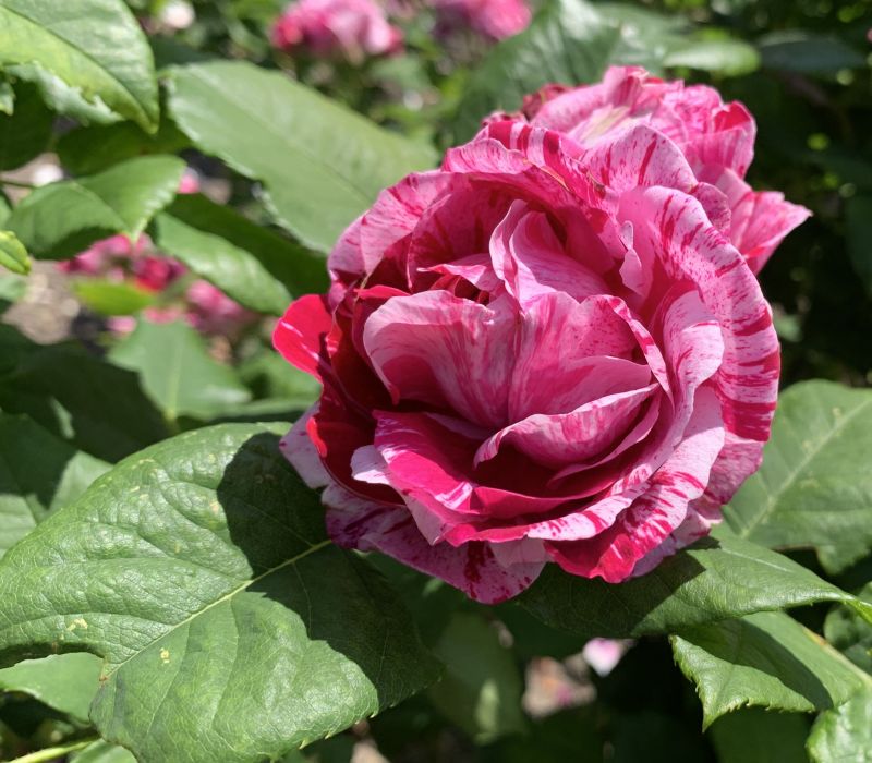 Rosa-Hybride 'Ferdinand Pichard'