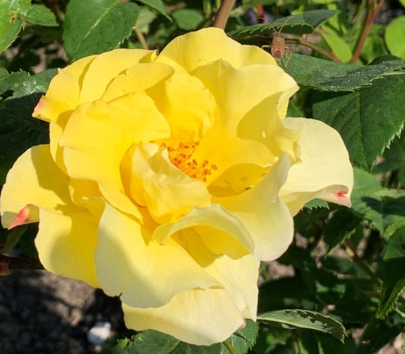 Rosa-Hybride 'Tibet Rose'