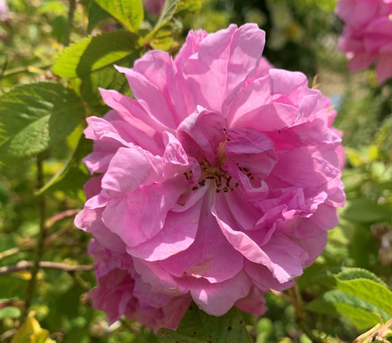 Rosa damascena -Hybride 'Trigintipetala'