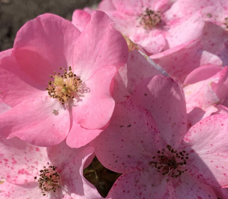 Rosa-Hybride 'Fortuna'