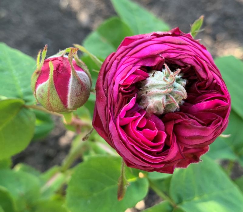 Rosa bourboniana 'Great Western'