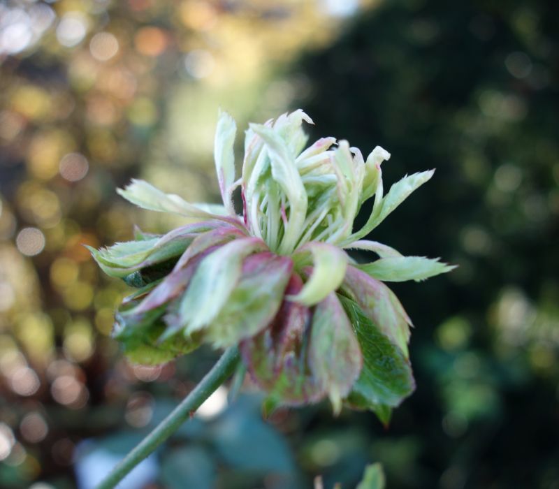 Rosa chinensis 'Viridiflora'