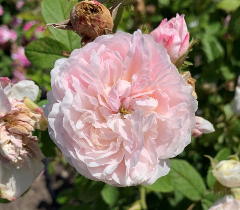 Rosa gallica-Hybride 'Belle Isis'