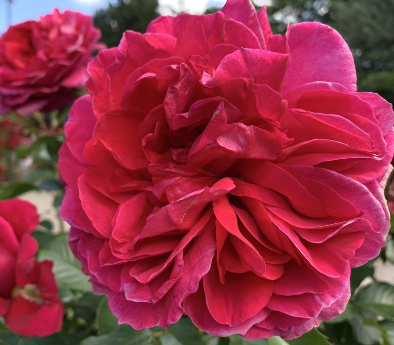 Rosa-Hybride 'Soul'