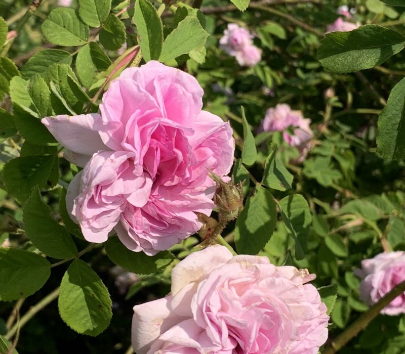 Rosa alba-Hybride 'Blush Hip'