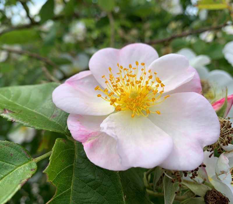 Rosa x dupontii (Rosa moschata)