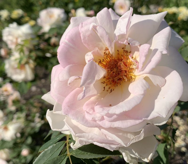 Rosa spinosissima-Hybride 'Frühlingsduft'