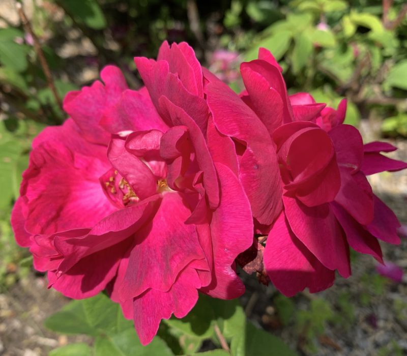 Rosa gallica 'Conditorum'