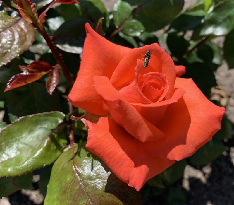 Rosa-Hybride 'Lady Rose'