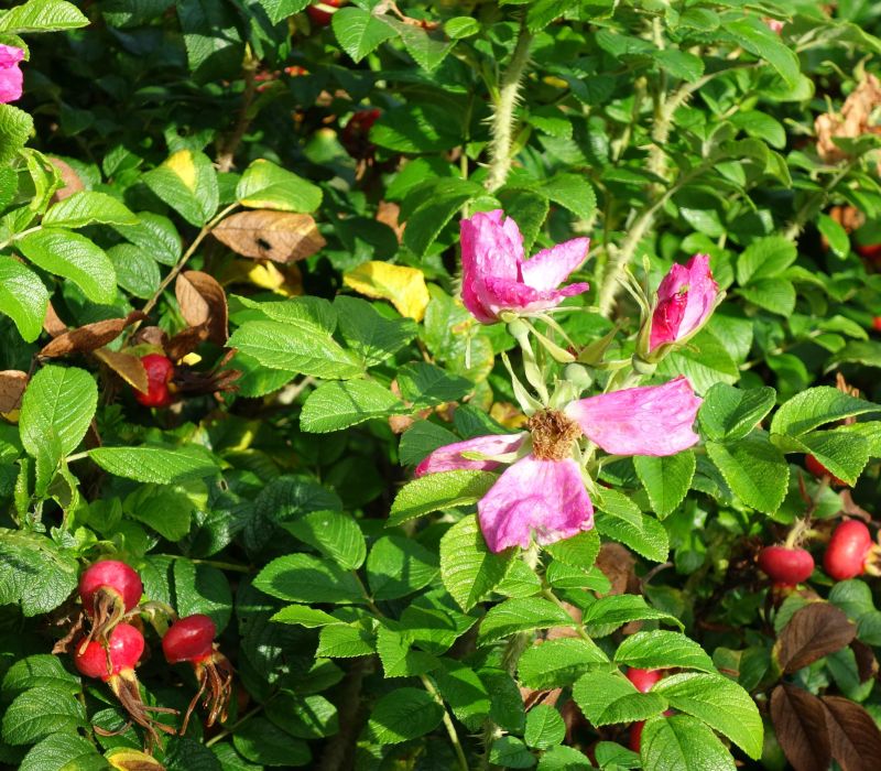 Rosa villosa