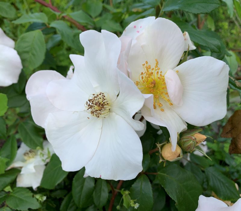 Rosa-Hybride 'Sally Holmes'