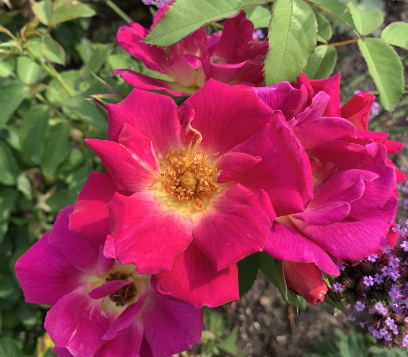 Rosa-Hybride 'Weg der Sinne'