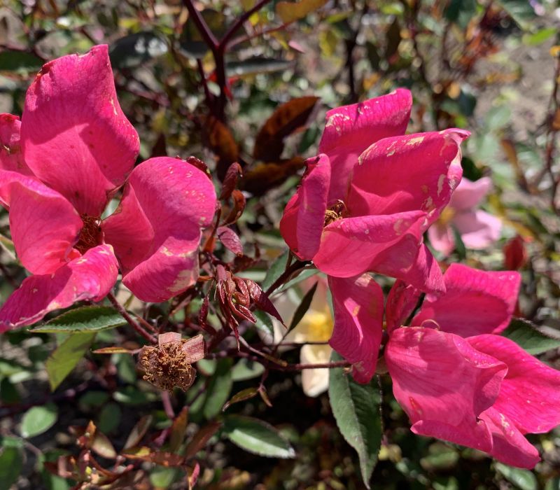 Rosa chinensis 'Mutabilis'