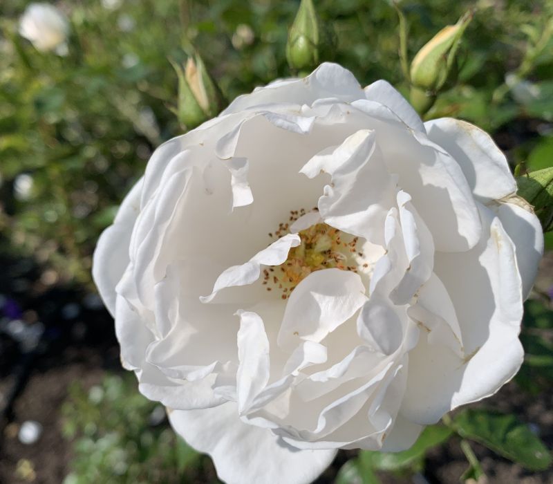 Rosa-Hybride 'Hella'