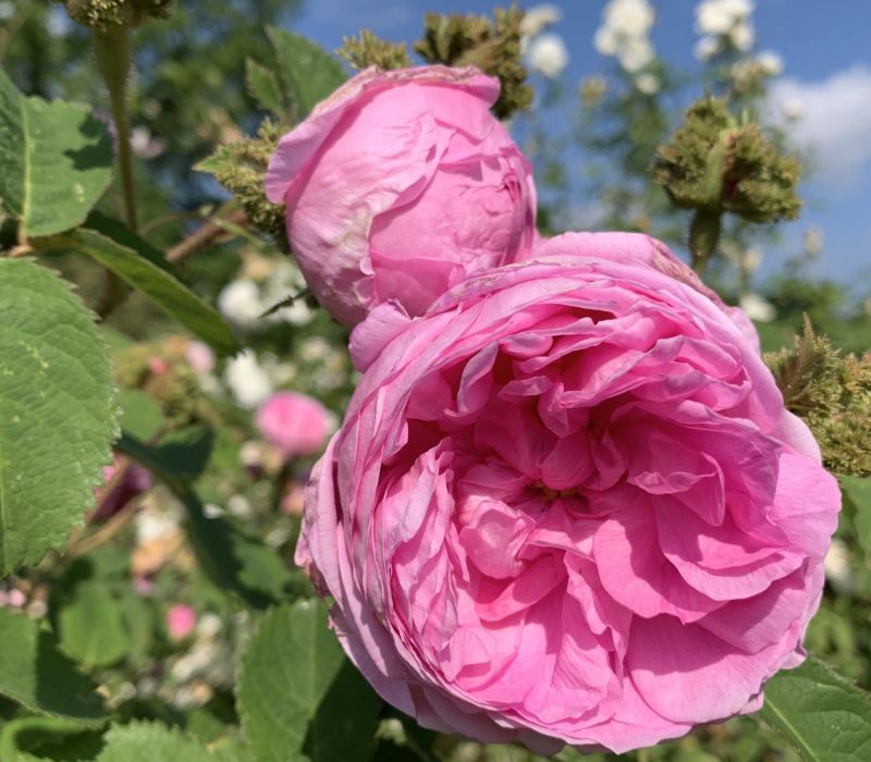 Rosa centifolia 'Cristata'