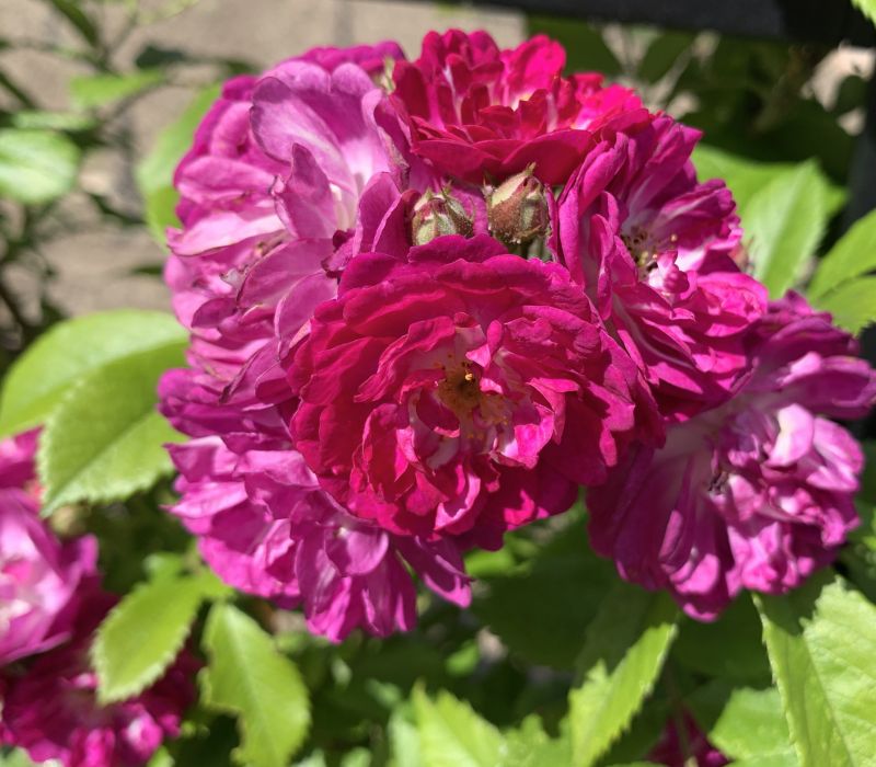 Rosa-Hybride 'Perennial Blue'