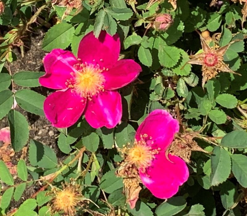 Rosa pimpinellifolia-Hybride 'Single Cherry'