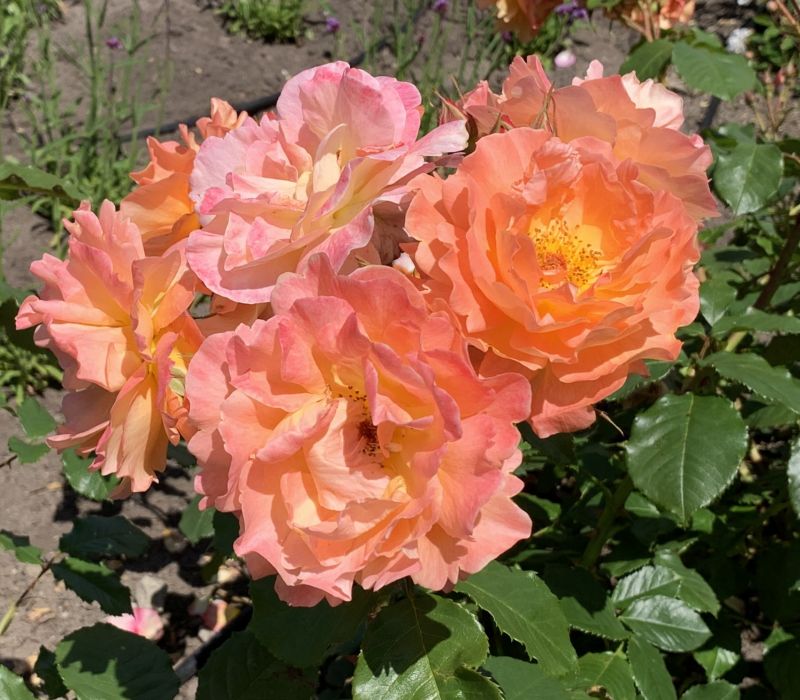 Rosa-Hybride 'Westerland'