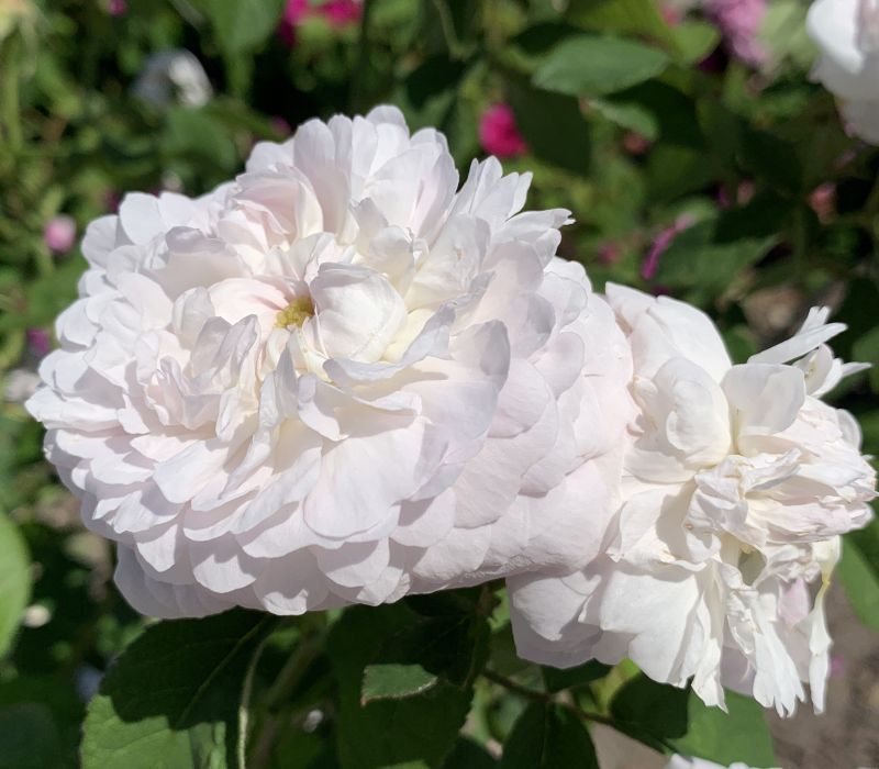 Rosa gallica-Hybride 'Duchesse de Montebello'