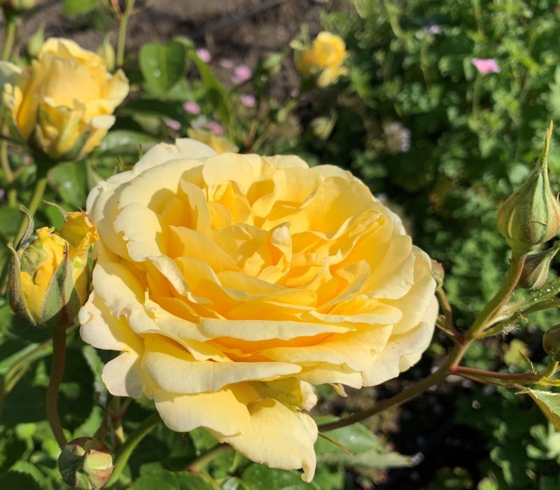 Rosa-Hybride 'Sommergold'