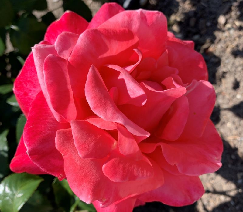 Rosa-Hybride 'Focus'