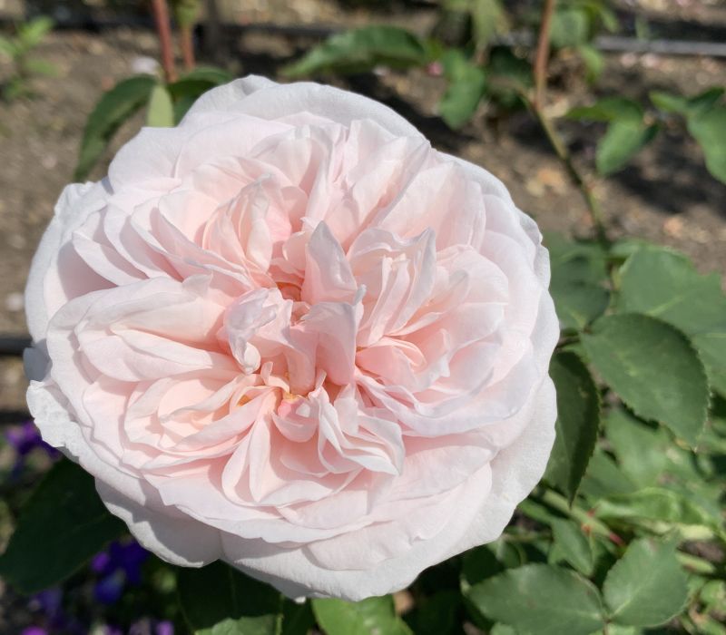 Rosa  damascena-Hybride 'Souvenir de la Maison'
