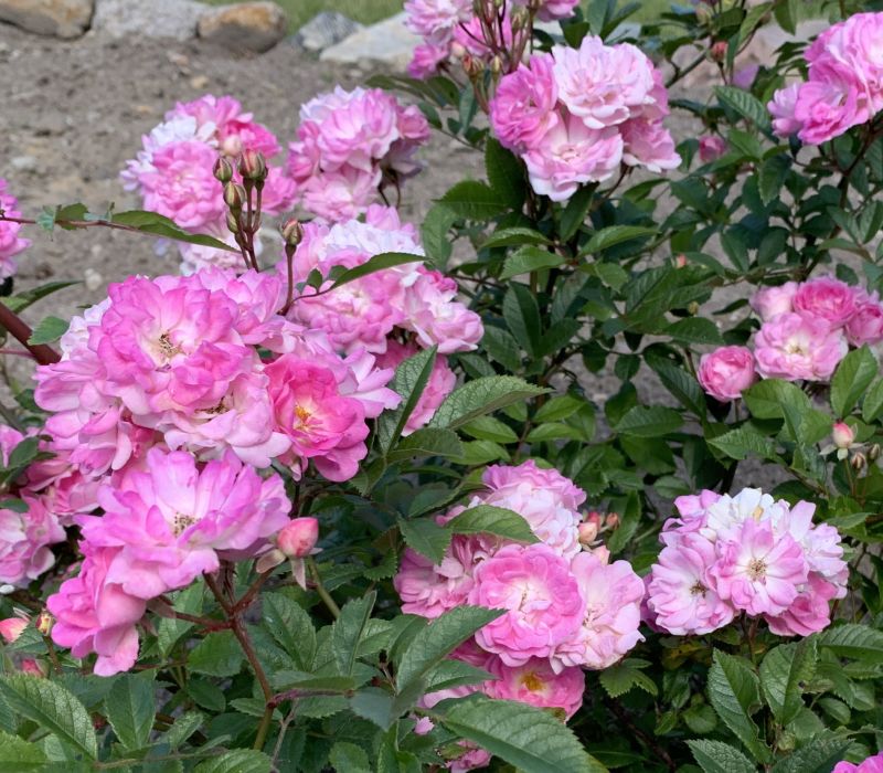 Rosa-Hybride 'Madame Ahrensburg'