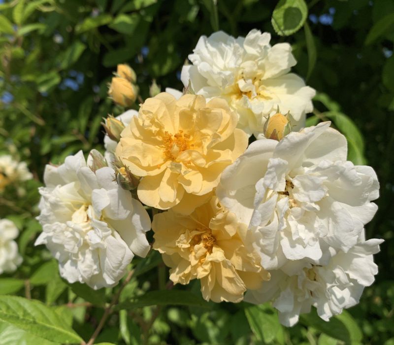Rosa-Hybride 'Christine Hélène'