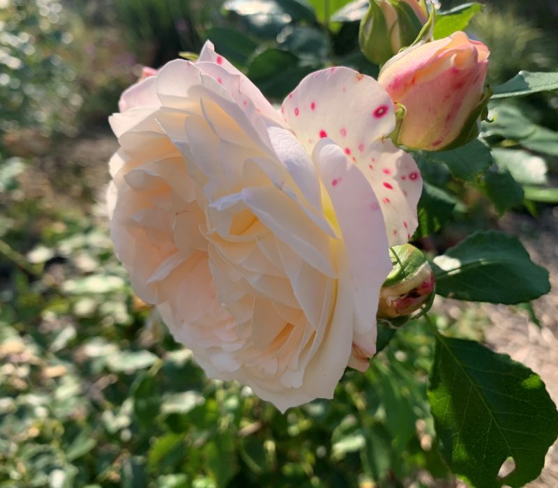 Rosa-Hybride 'Friedenslicht'