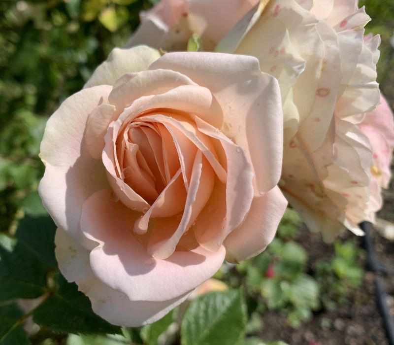 Rosa-Hybride 'Matthias Claudius'