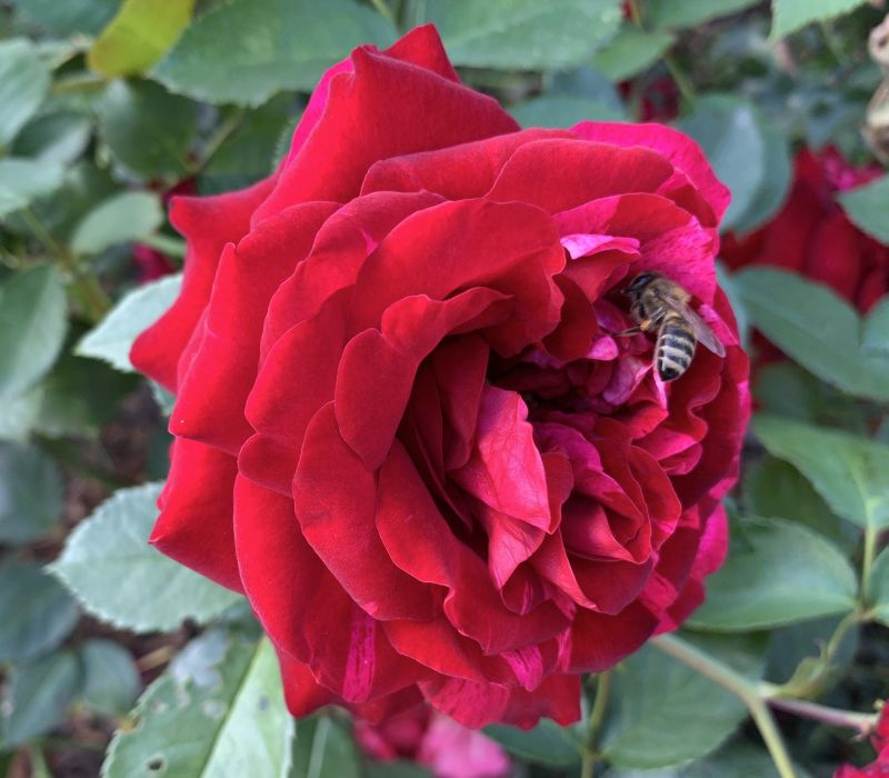 Rosa-Hybride 'Deep Imperssion'