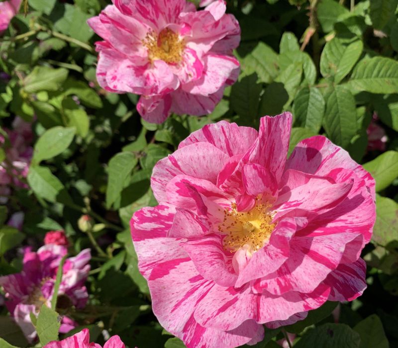Rosa gallica 'Versicolor