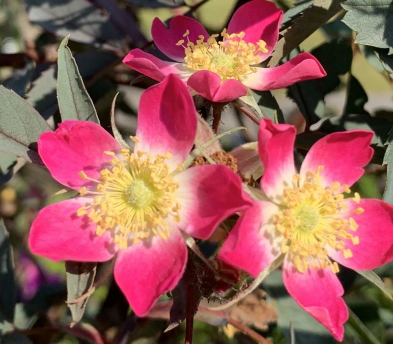 Rosa glauca