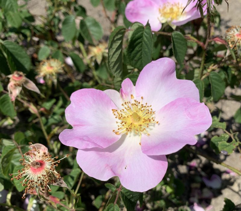 Rosa gallica