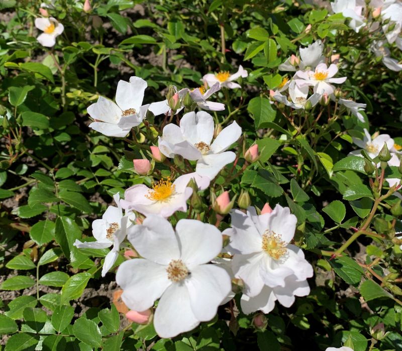 Rosa-Hybride 'Apfelblüte'