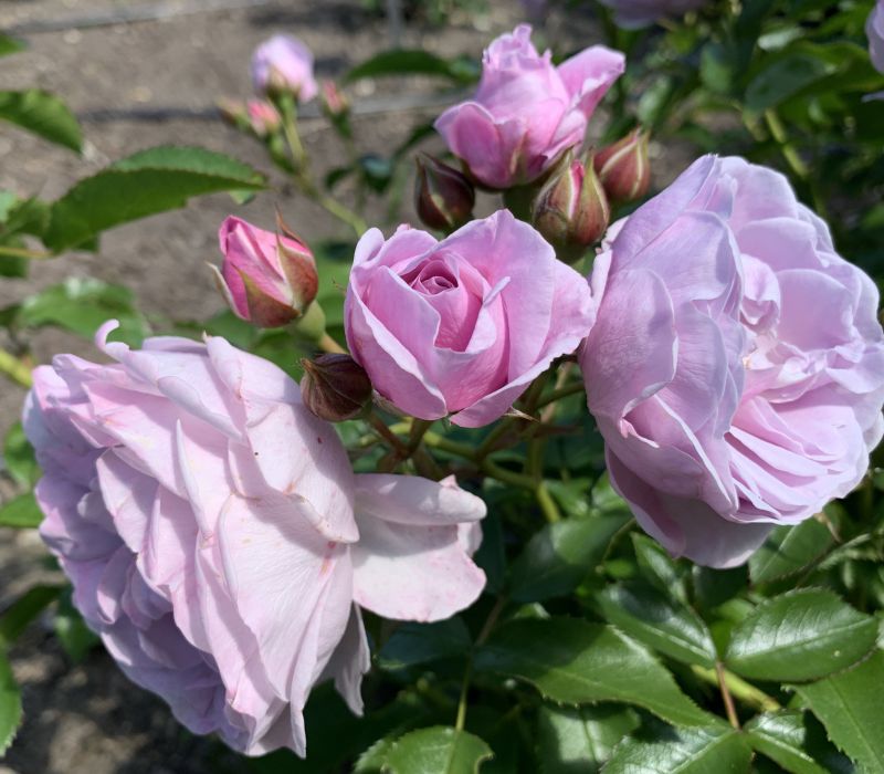 Rosa-Hybride 'Nautica'