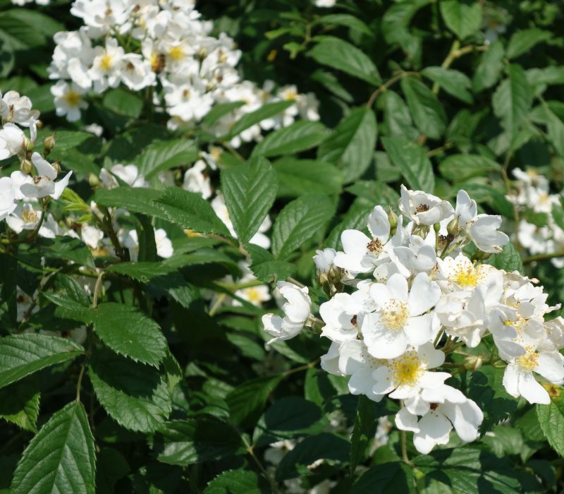 Rosa multiflora 'Nana'