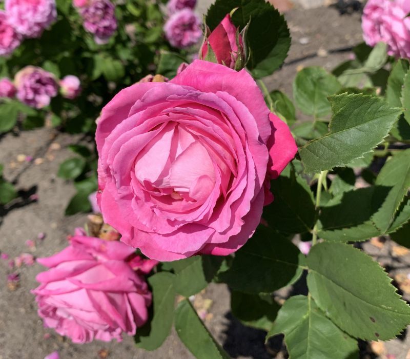 Rosa-Hybride 'Mrs. John Laing'