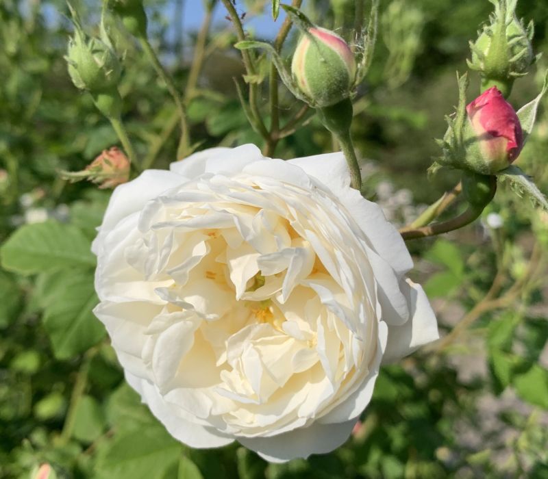 Rosa alba 'Suaveolens'