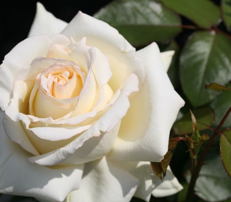 Rosa-Hybride 'Ambiente'
