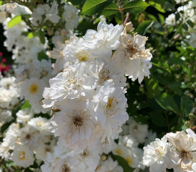 Rosa multiflora-Hybride 'Guilande d'Amour'