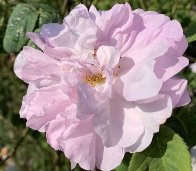 Rosa  damascena-Hybride 'Celsiana'