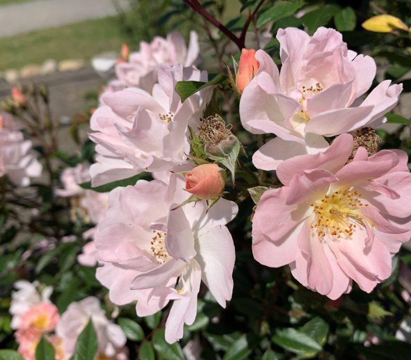 Rosa-Hybride 'Open Arms'