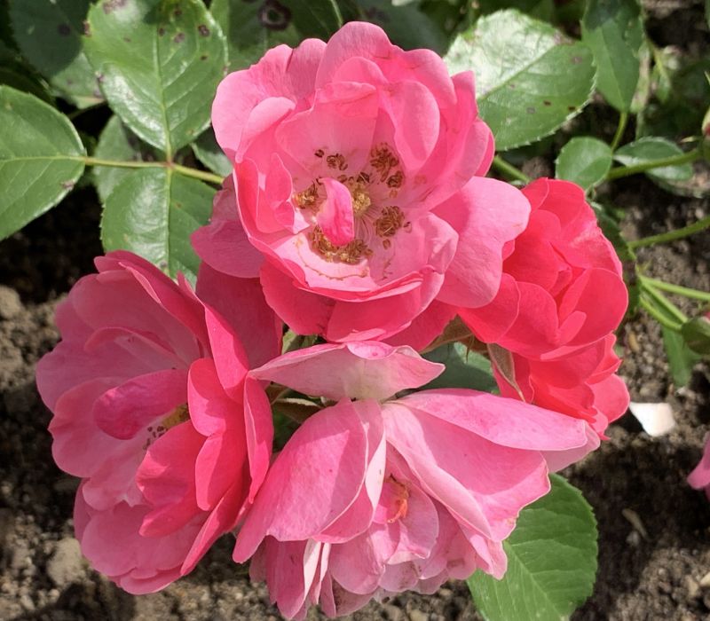 Rosa-Hybride 'Angela'