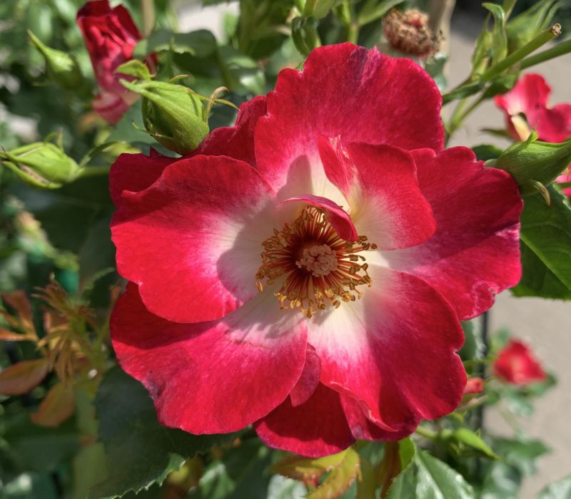 Rosa-Hybride 'Loki'