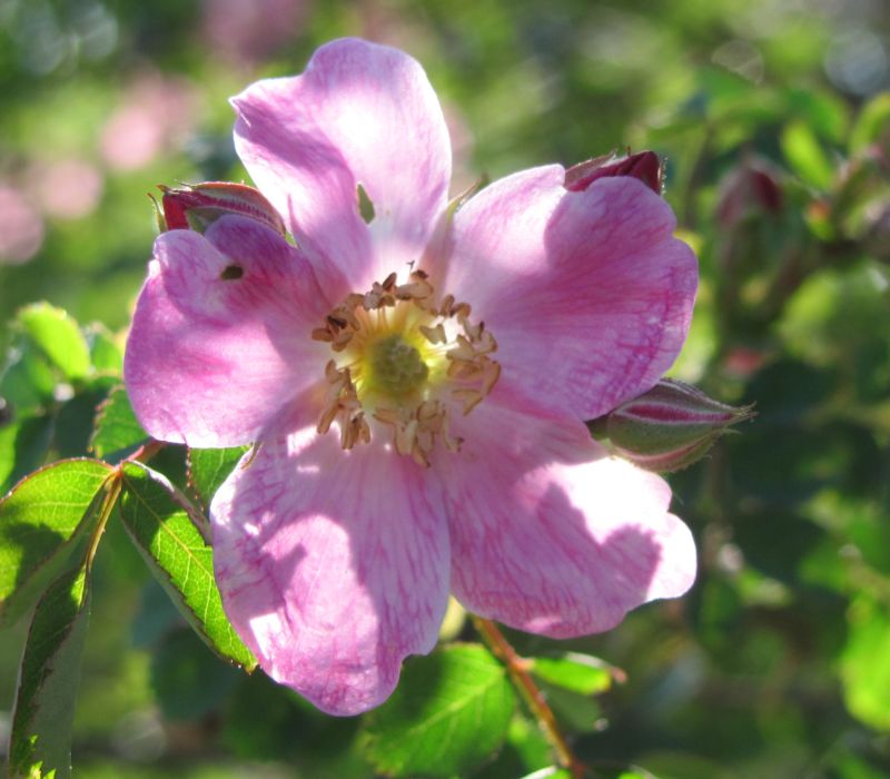 Rosa willmottiae