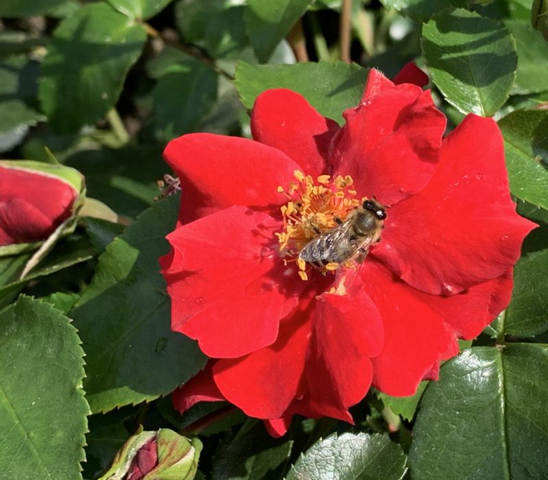 Rosa-Hybride 'Alexander von Humboldt'