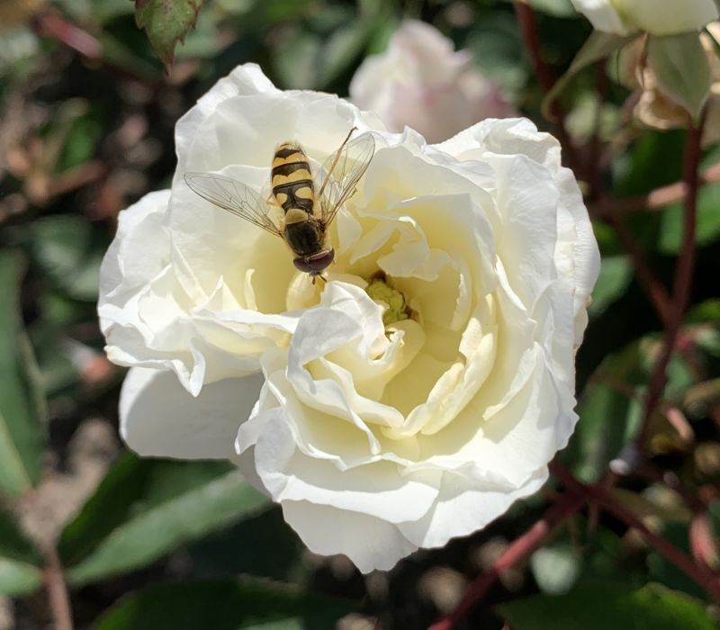 Rosa-Hybride 'White Cecile Brunner'