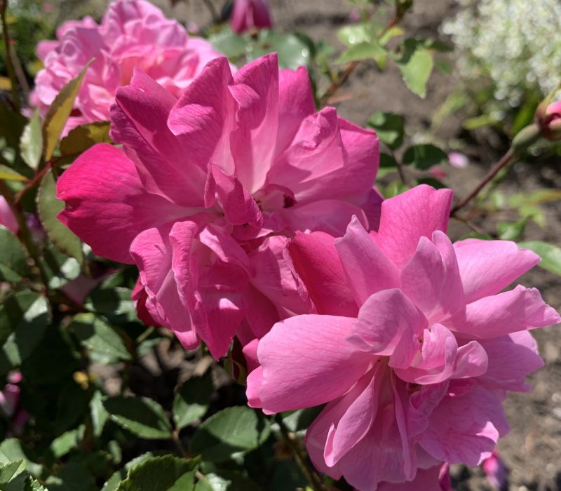 Rosa-Hybride 'Old Blush'
